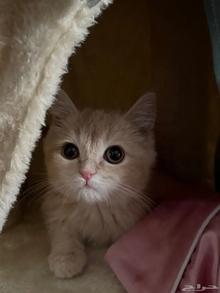 سكوتش ستريت 1