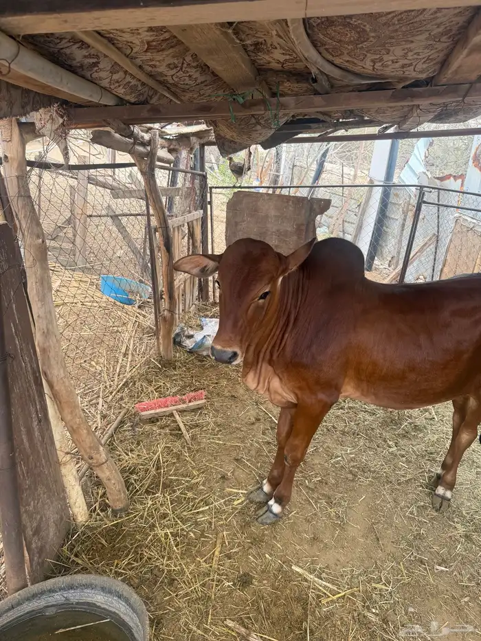 الحجرة. .الجرين- وادي مدع 2