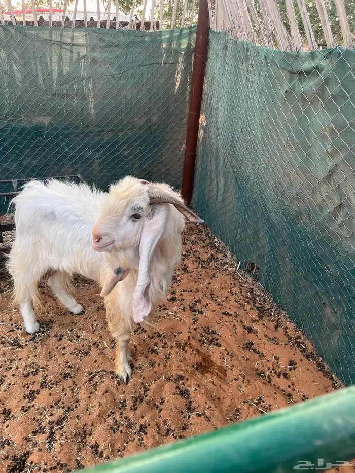 فحل تيس هولند عارضي ابرص 3