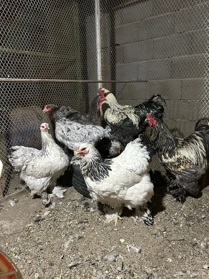 دجاج براهما اصلي 6