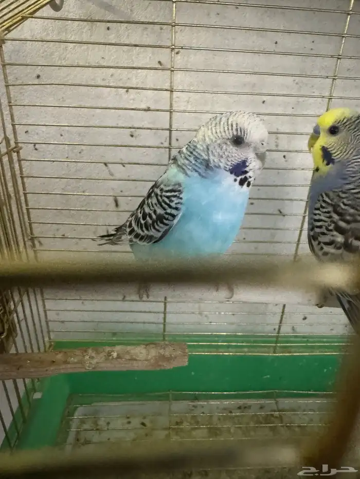 بادجي هولندي 3