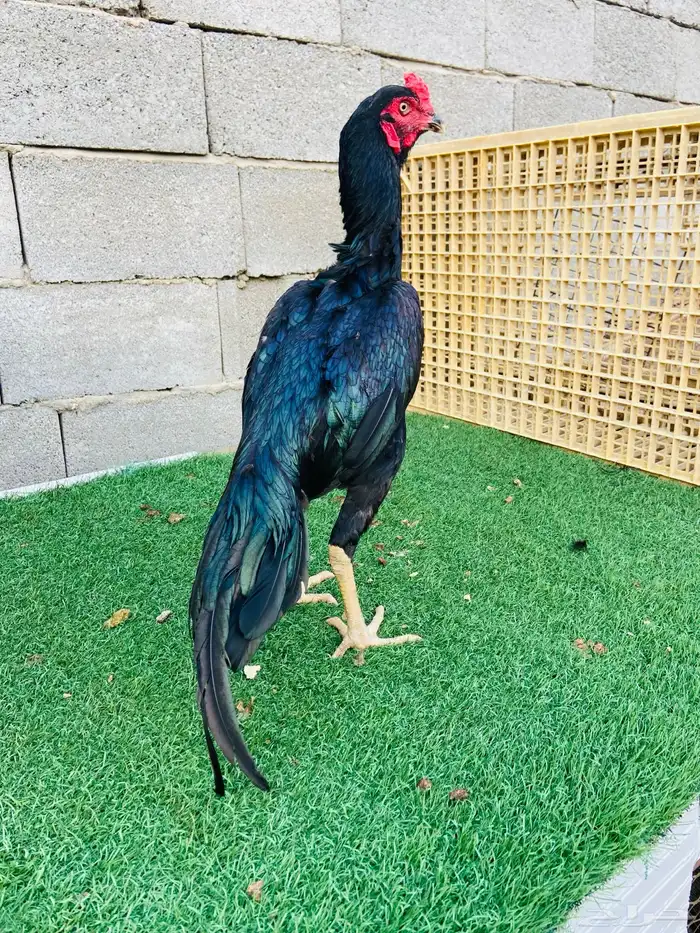 تم البيع اسال ان يبارك لمن شراء 3