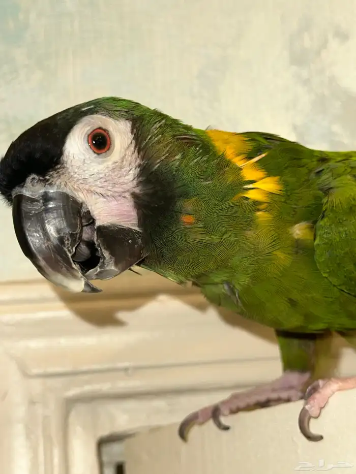 ببغاء ميني مكاو 1