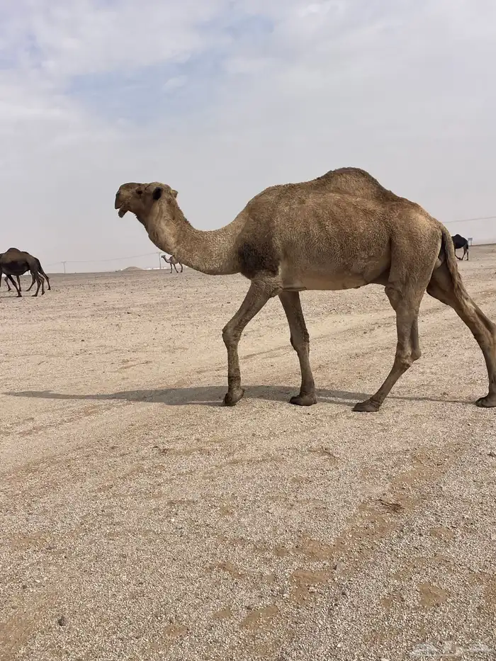 البعير الفحل الأشعل 0