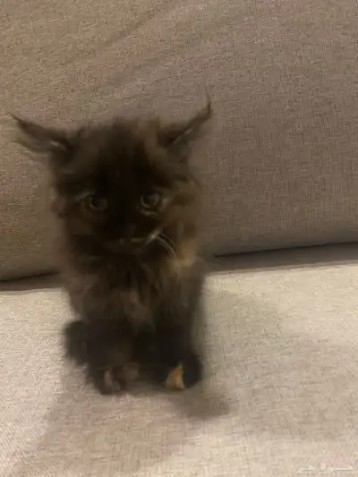 قطه شيرازيه لتبني index