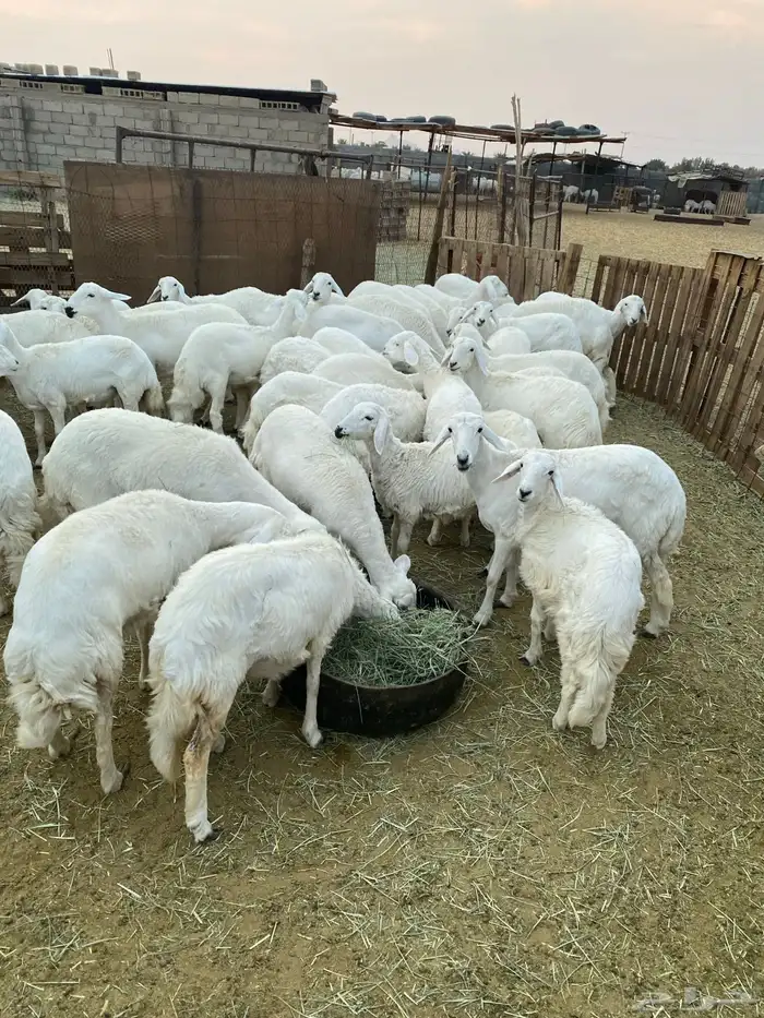 رخال للبيع بيشة 8