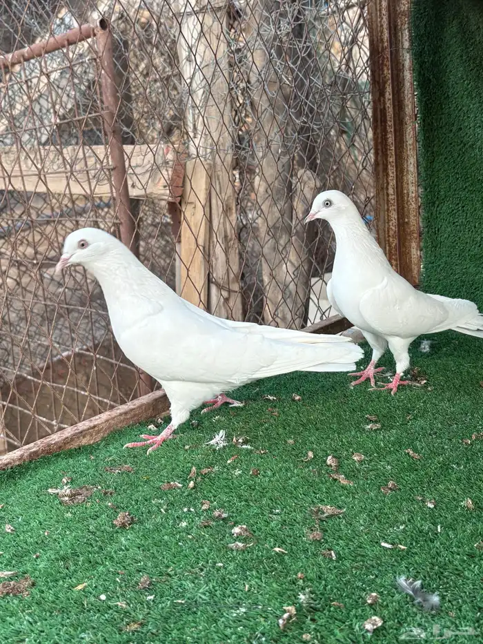 بكستاني طيار اسم شتري 1