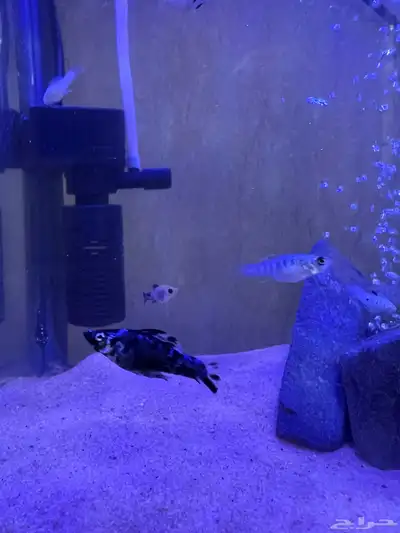 فراخ سمك مولي عادي index