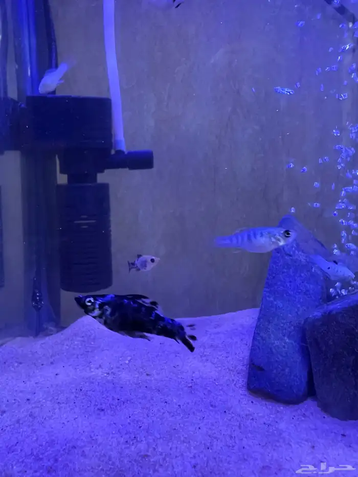 فراخ سمك مولي عادي 1