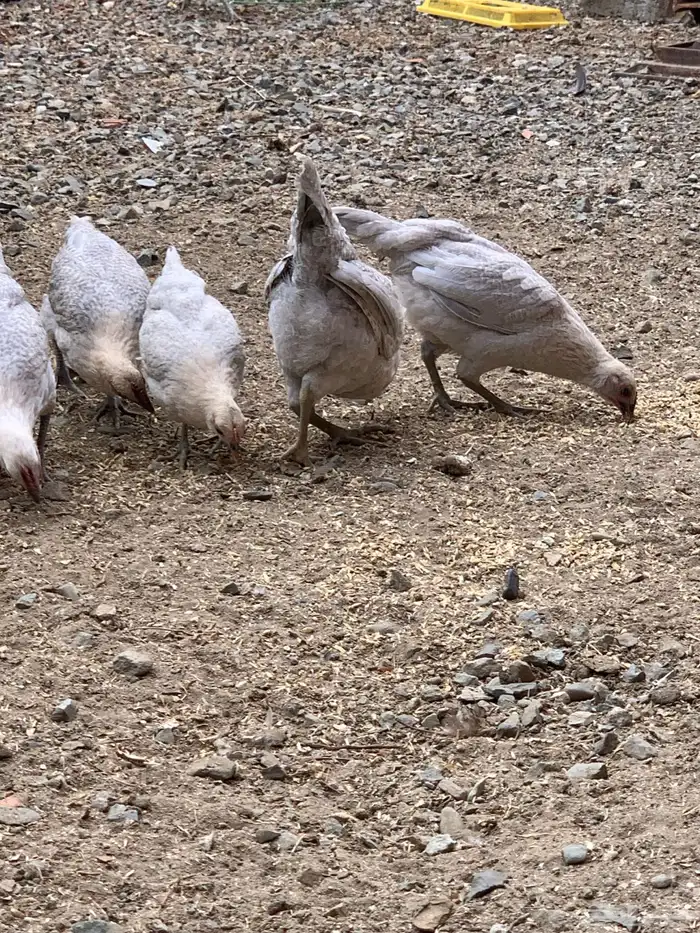 دجاج فيومي قولد ( بشاير ) 9