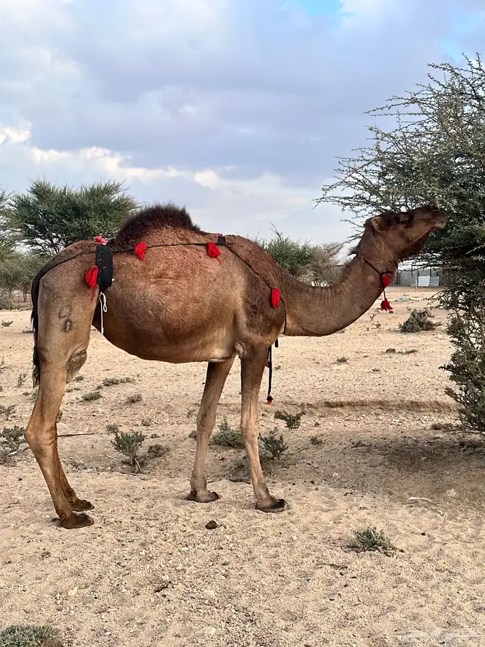 ناقة حمراء ساحليه لقحه 6