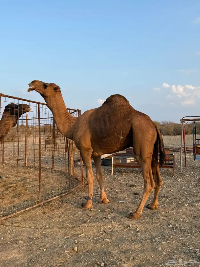 بعير حمر مشروط ضراب وعشار 6