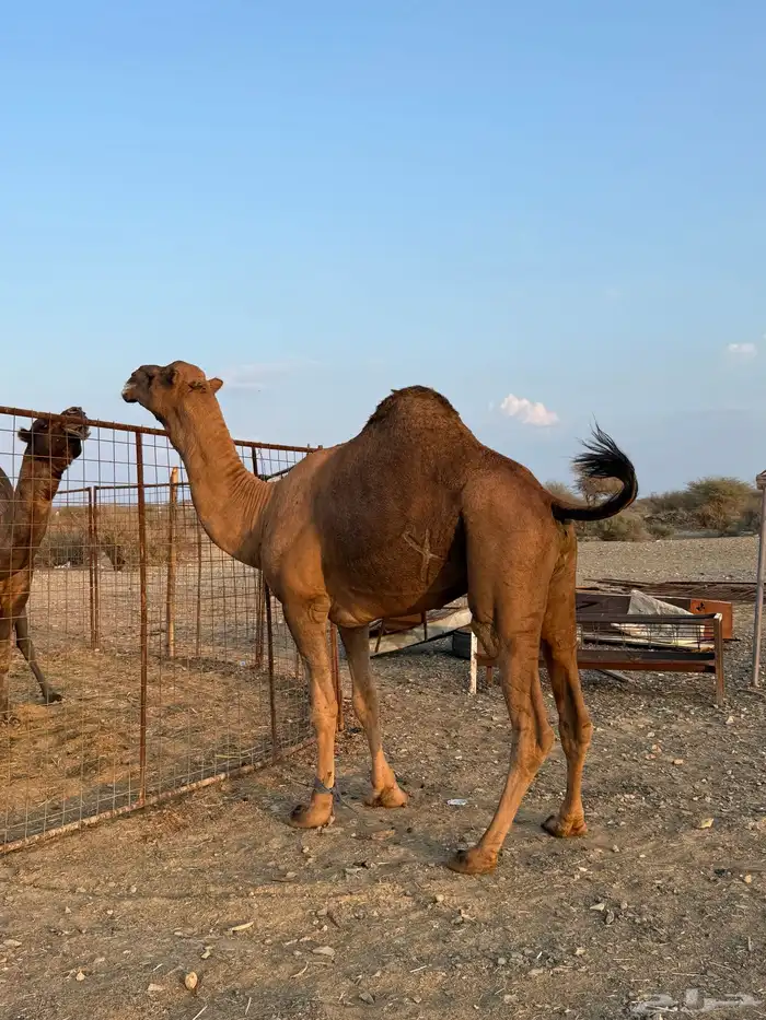 بعير حمر مشروط ضراب وعشار 4