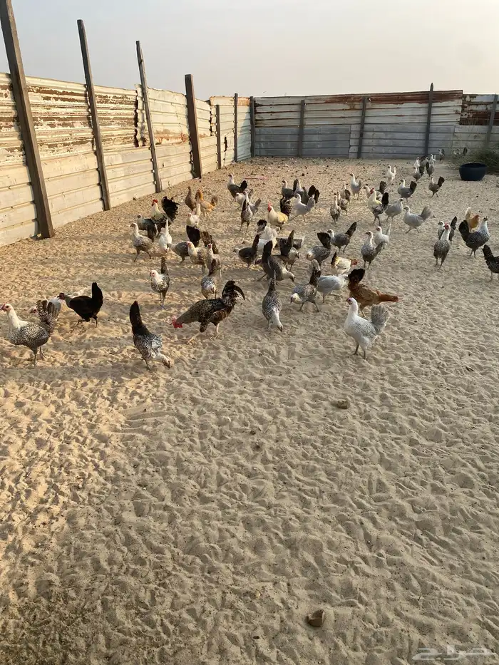 دجاج بادي بياض شرط فيه فيومي منقط وفيه قولد 1