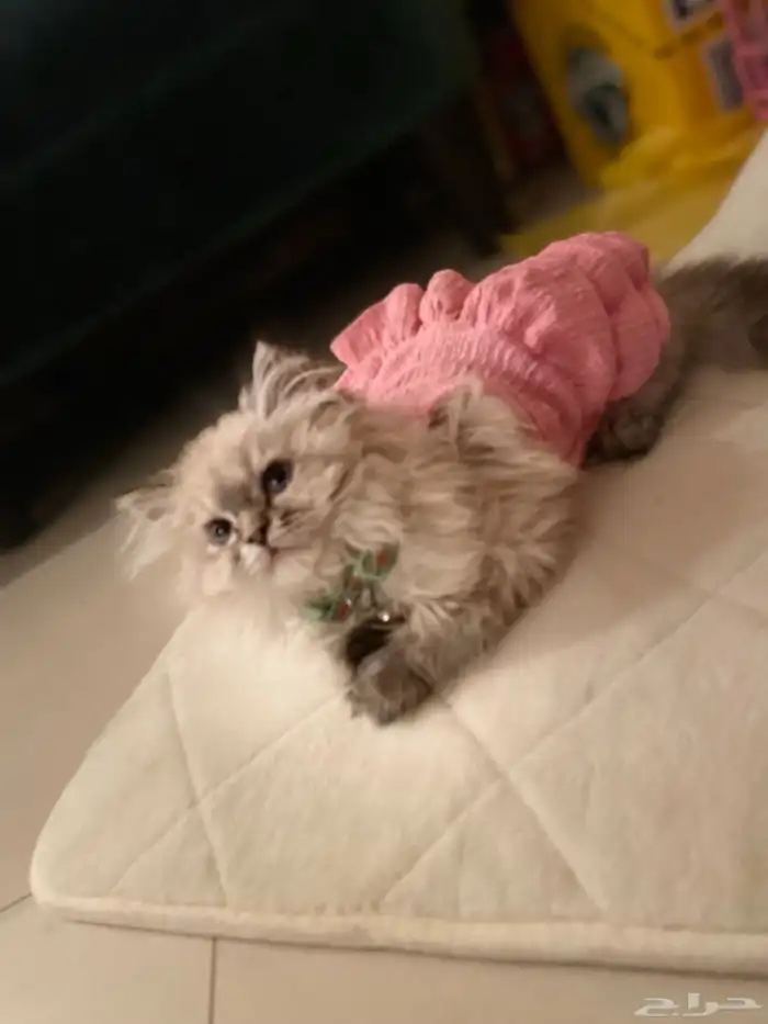 قطة هملايا للبيع 0