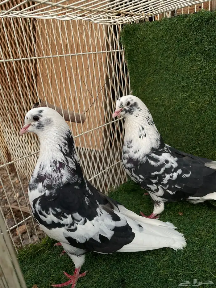 قطايف تب التب 0