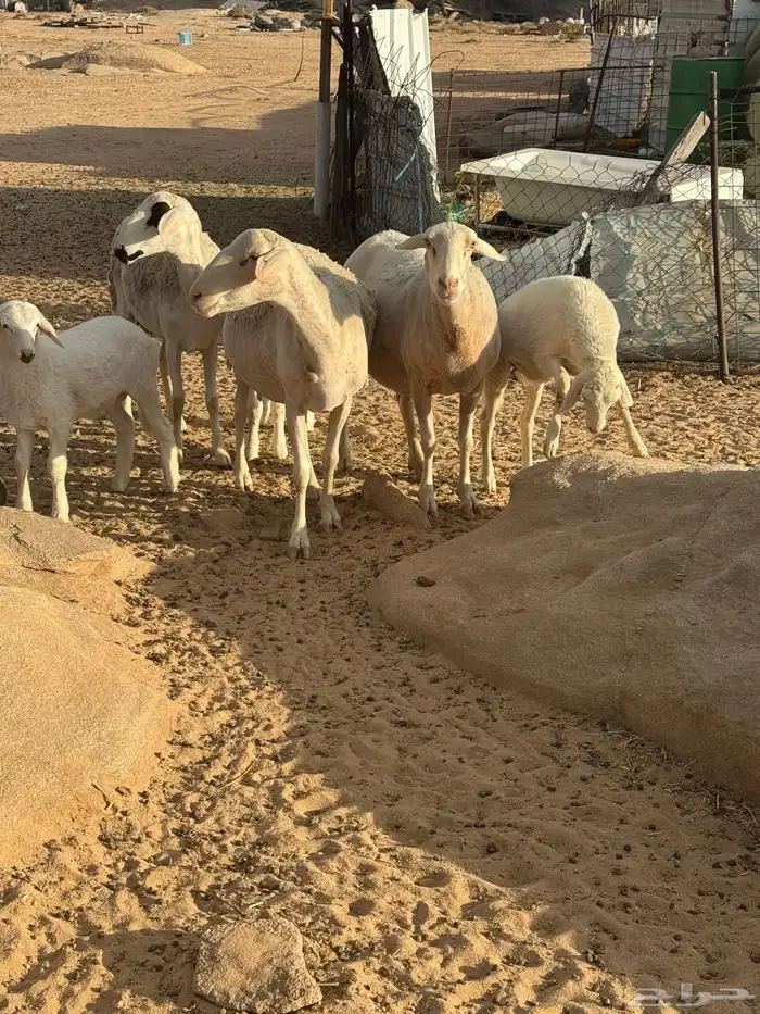 ضان استرالي خلفات 0