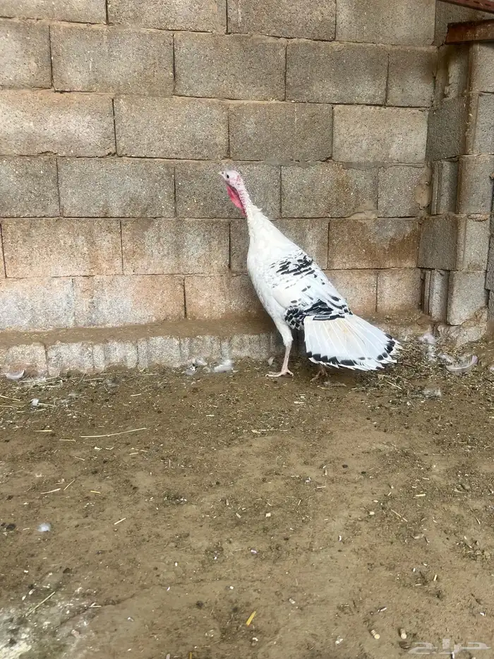 للبيع دجاجة رومي فراشة 0