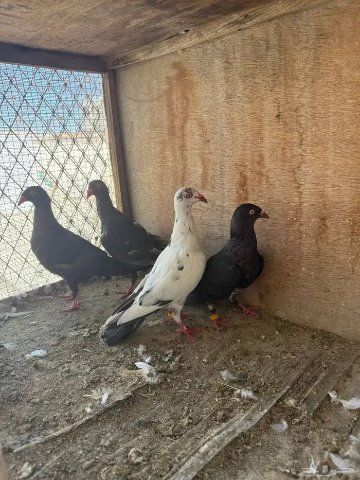 حمام طبات دنش وفحل سوداني جامبو 10