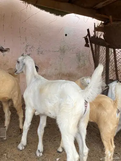 جفرر صنف اصنف العمر شهرين ابوه موضح في اصوره الموقع نااوان index