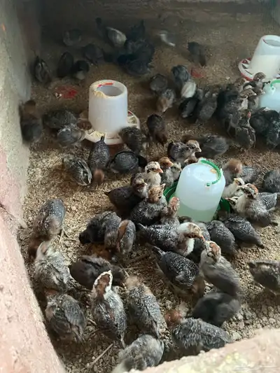 صيصان للبيع العمر 19 يوم index