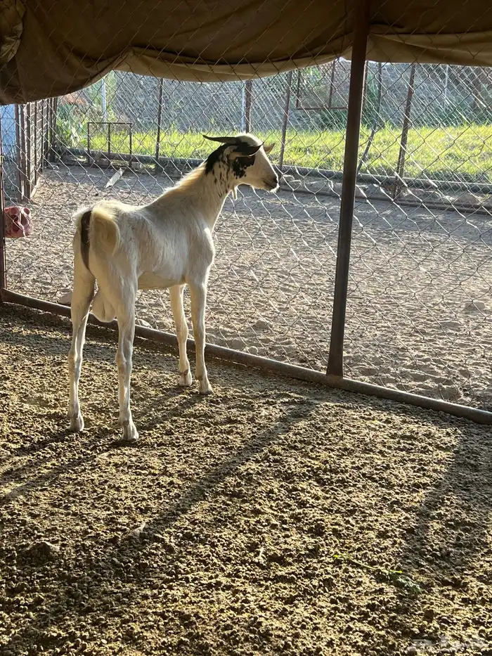 فحل جذع عمره سنه يضرب تأم 0