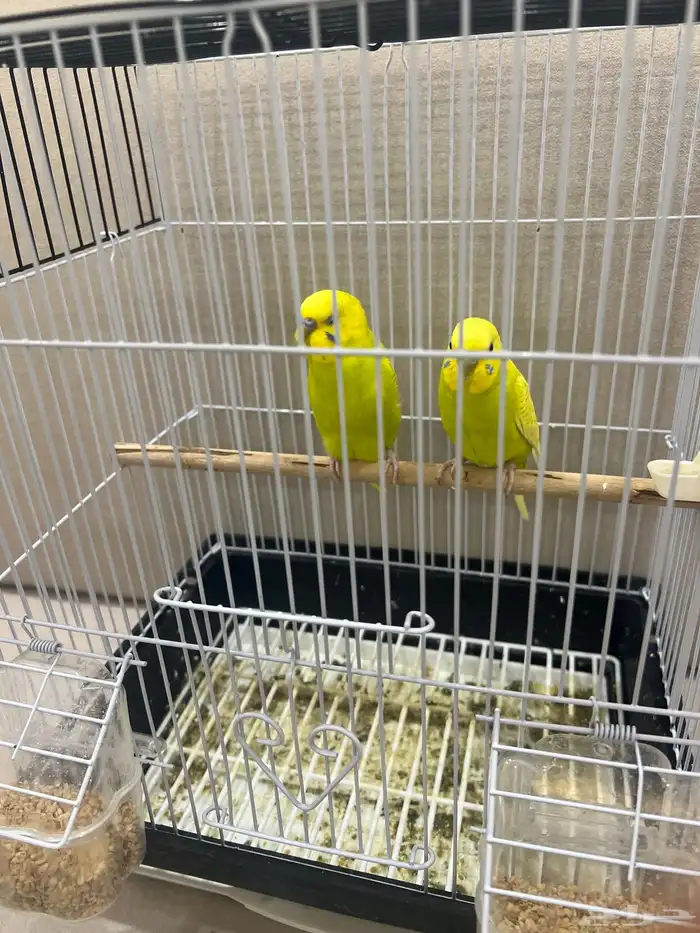 طائر الحب البادجي 0