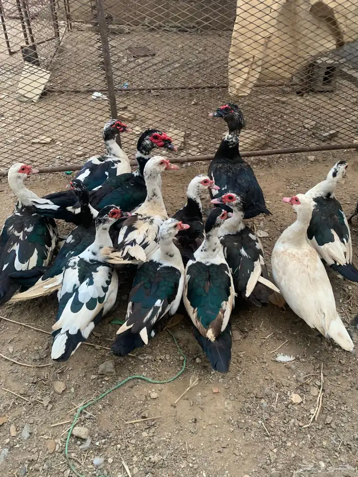 بط العدد 12 ثلاث ذكوره 2