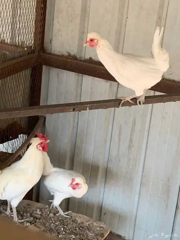 طقم حساوي اصيل 3