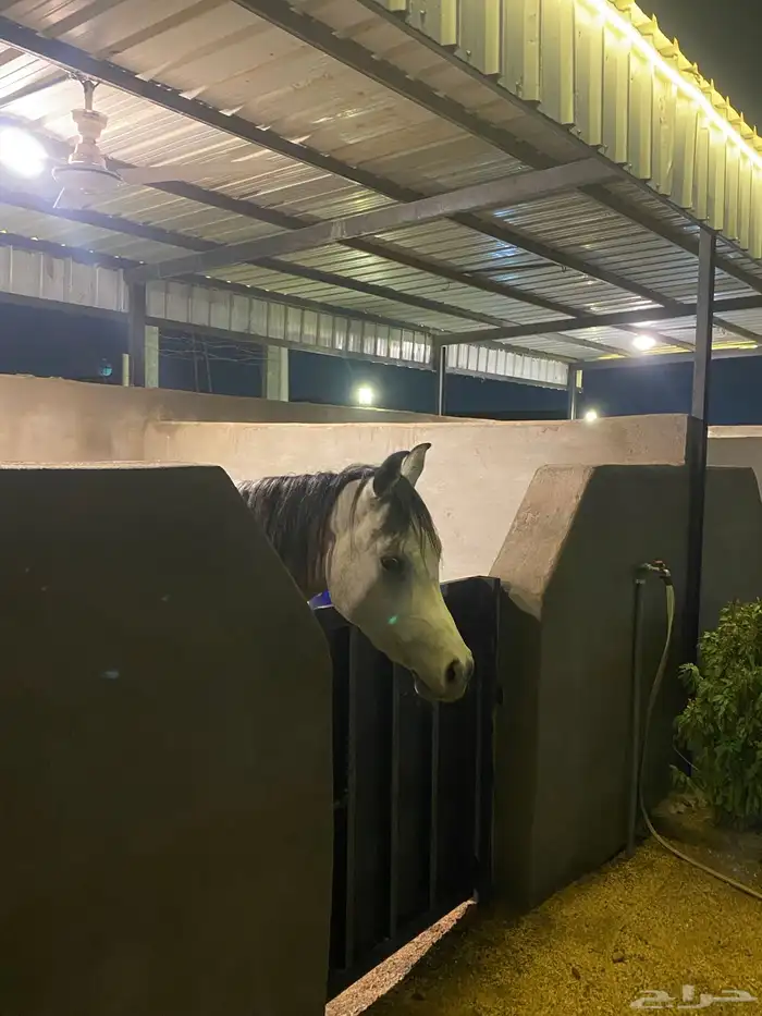 مهر مصري بيور ( واهو ) مشروع فحل وجمال 3