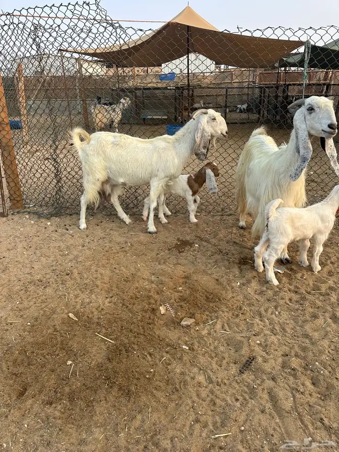 معزاء رغايث مطورات 2