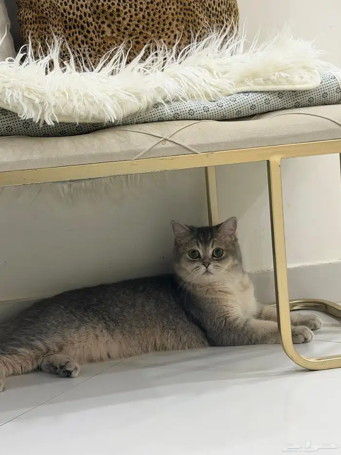 قطة سكوتش ستريت للتبني 2