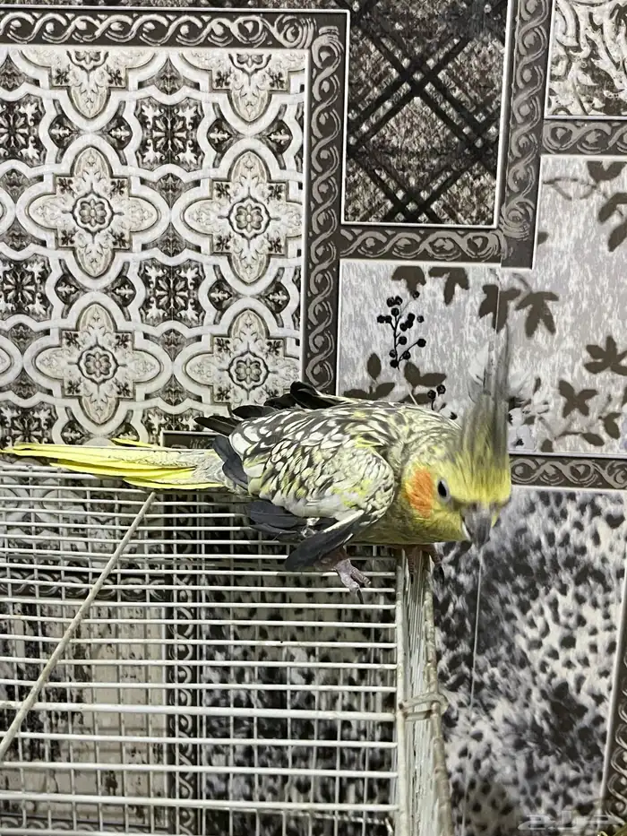 زوج كروان منتج شرط الذكر اليف 2