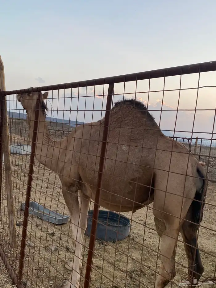 بكره عفراء والحمراء ملاقي 2