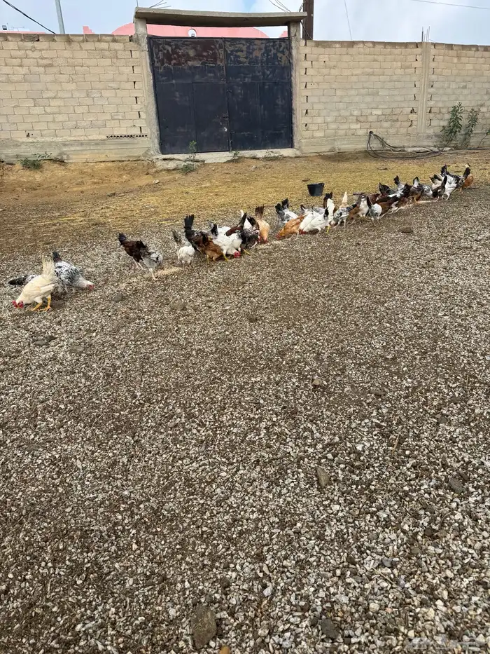 60 ديك بلدي وفيومي وفرنسي تزيد تنقص 0