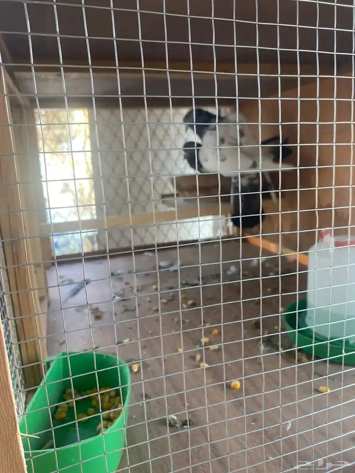 للبيع عدد 2جوز باكستاني عدد 1جوز فرنسي سلفر مع المحكر 4