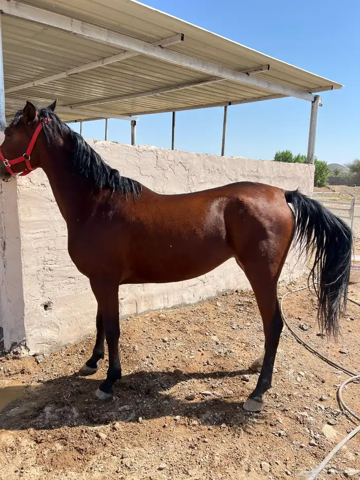 فرس شعبية   مهرتها 5