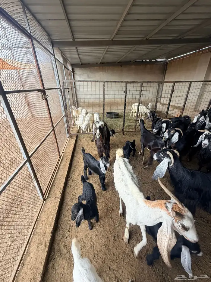 معزا عارضيات 3