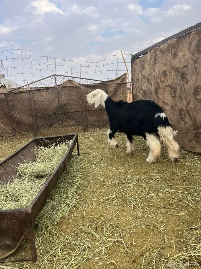 السلام عليكم ورحمة الله وبركاته 1