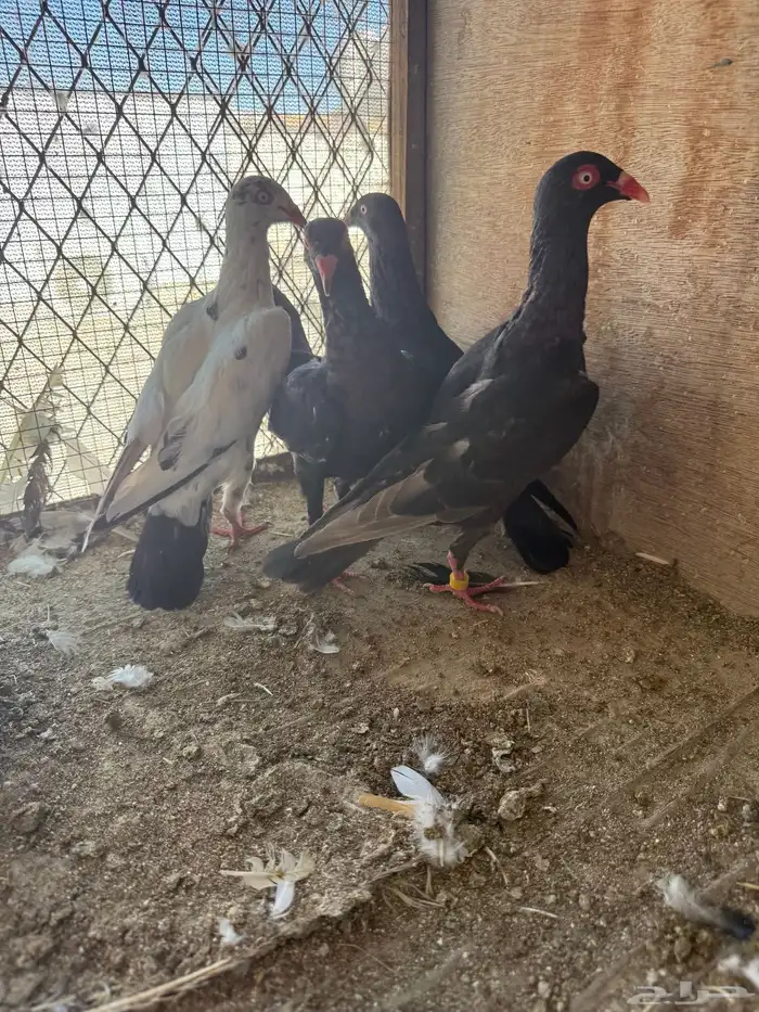 حمام طبات دنش وفحل سوداني جامبو 7