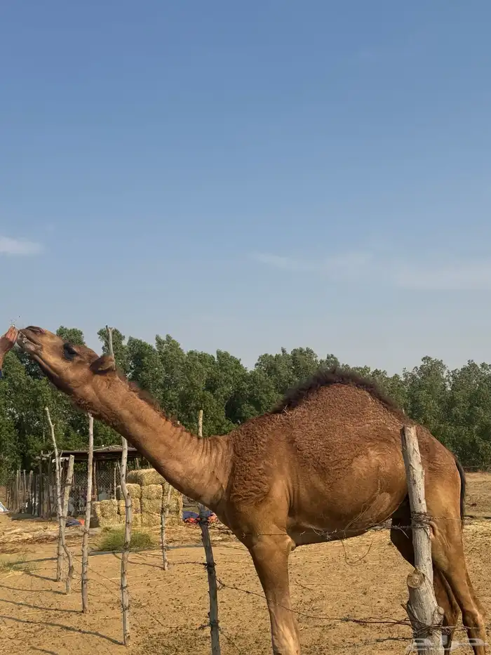 قعود مشروع فحل 1