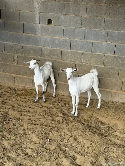 جفار على الشرط index