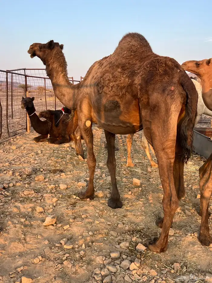 ناقتين ملاقيات من 6800 تم البيع 0