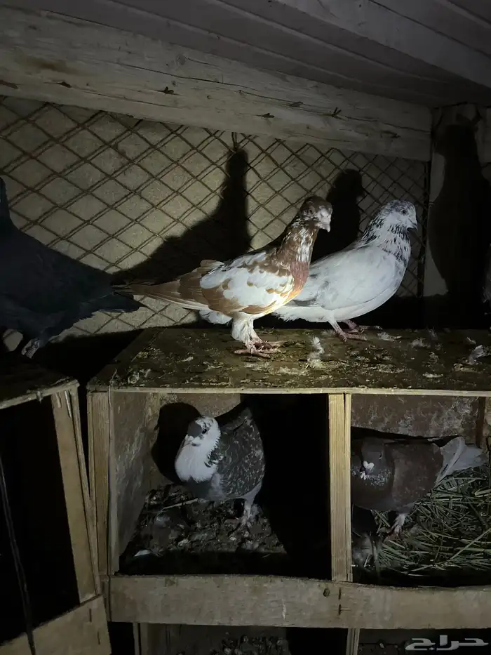 حمام سوري باكستاني و زواجل 2