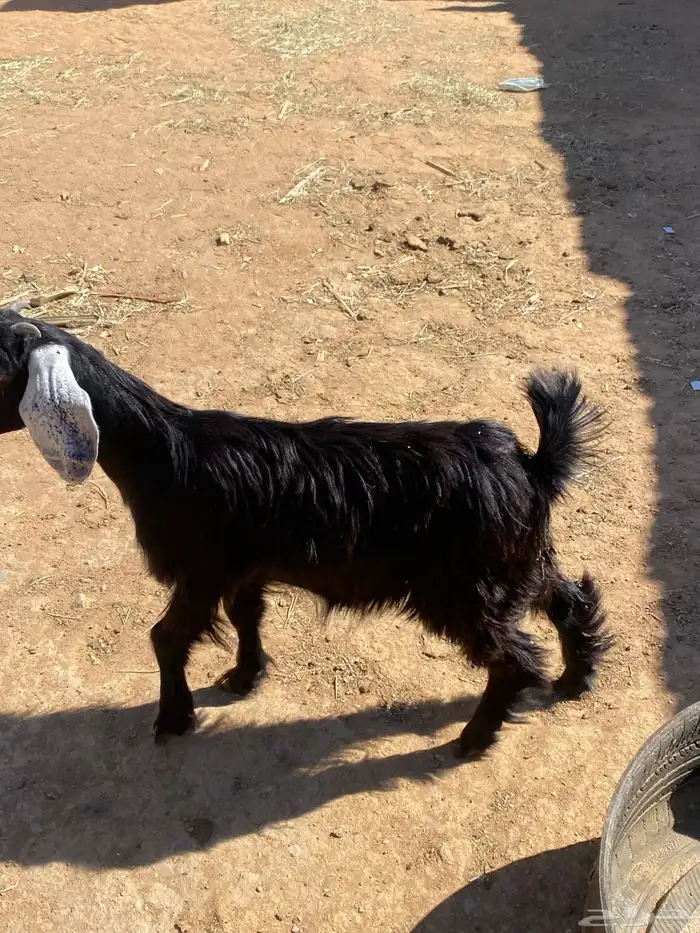 السلام عليكم اعرض عليكم جفره عارضيه 1