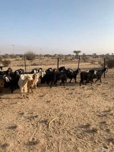 معزا مراح واحد عدد 32 index