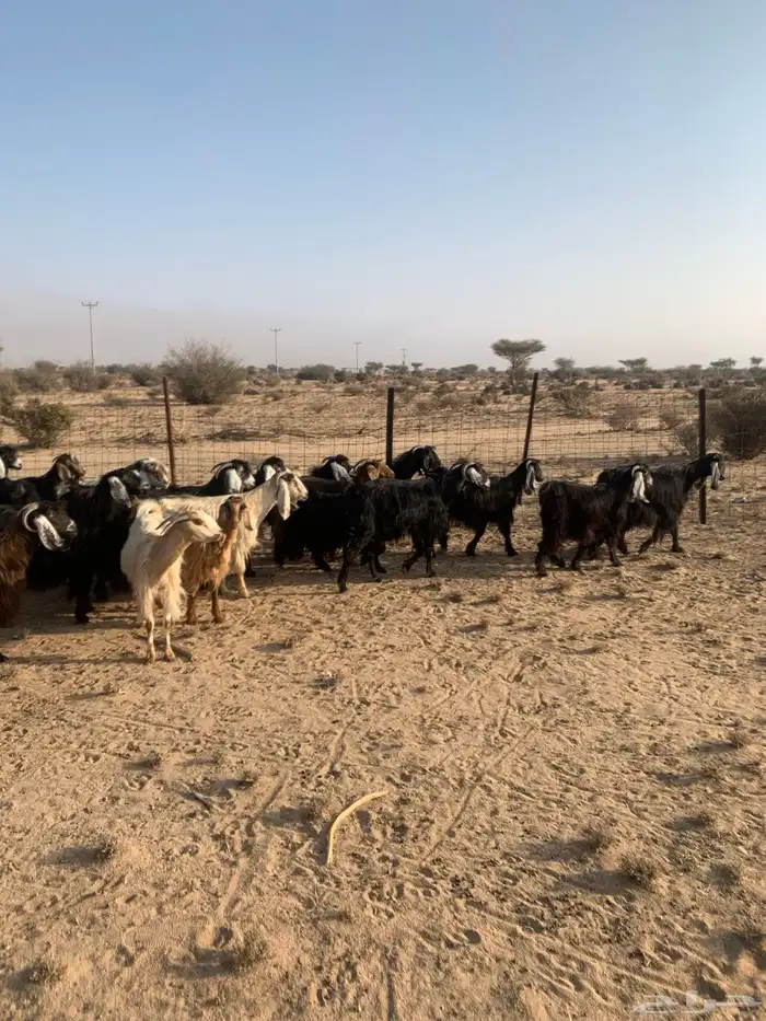 معزا مراح واحد عدد 32 0