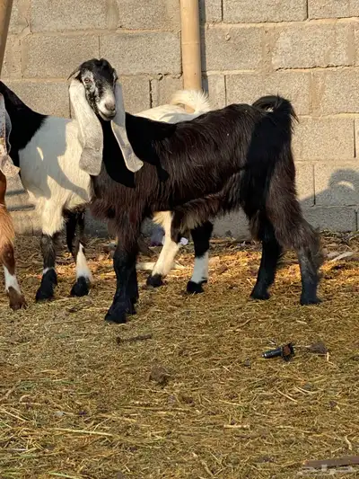 جفار العدد 4 index