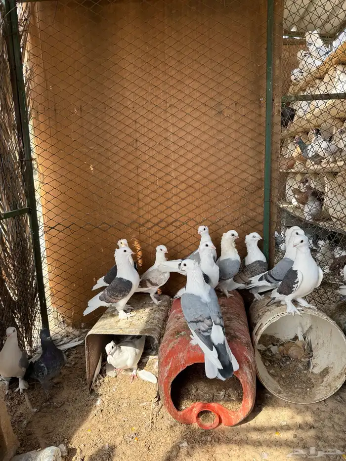 للبيع حمام تركي 2