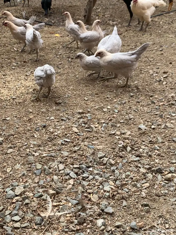 دجاج فيومي قولد ( بشاير ) 0